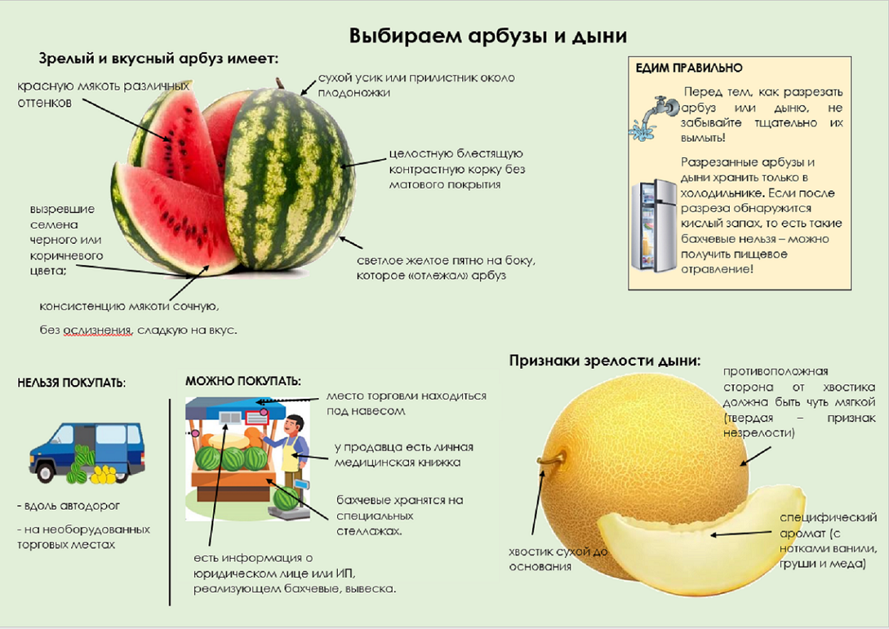 Дыня мочегонное или нет. Как правильно выбрать дыню. Как выбрать Арбуз и дыню. Бахчевые культуры. Строение плода дыни.